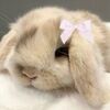 ssunniebunniess